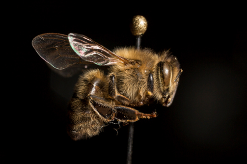 L'abeille - Photo de Anand Varma